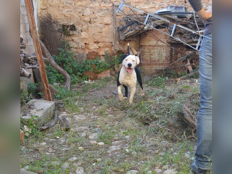 GASPAR