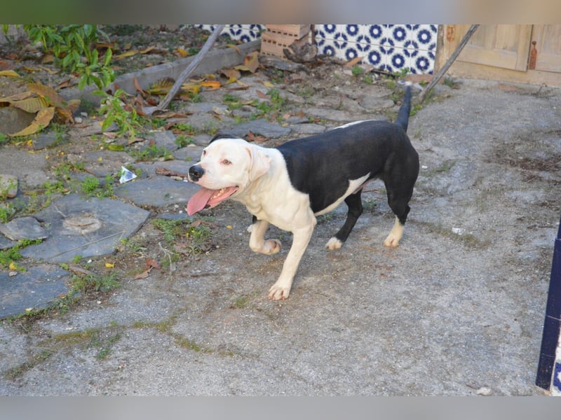 GASPAR