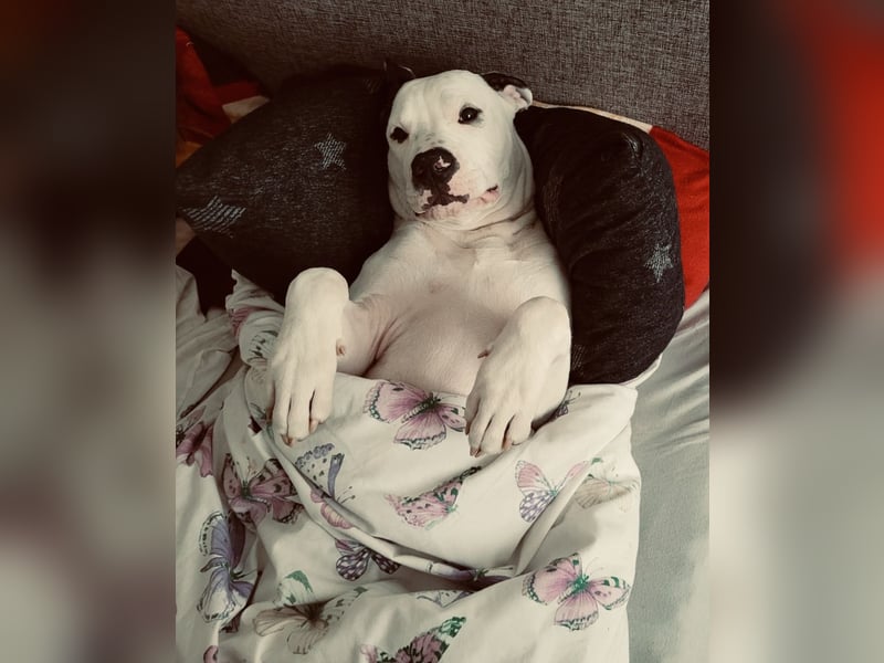 Balu sucht neues Zuhause