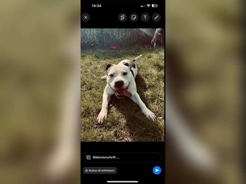 Balu sucht neues Zuhause