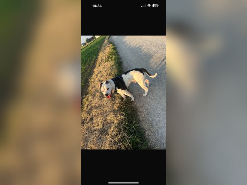 Balu sucht neues Zuhause