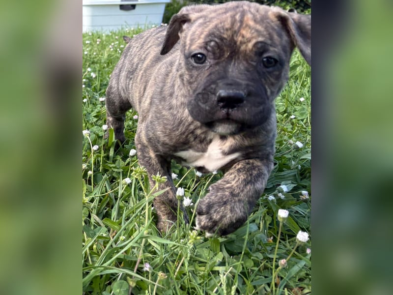XL Bully Mischlingswelpen