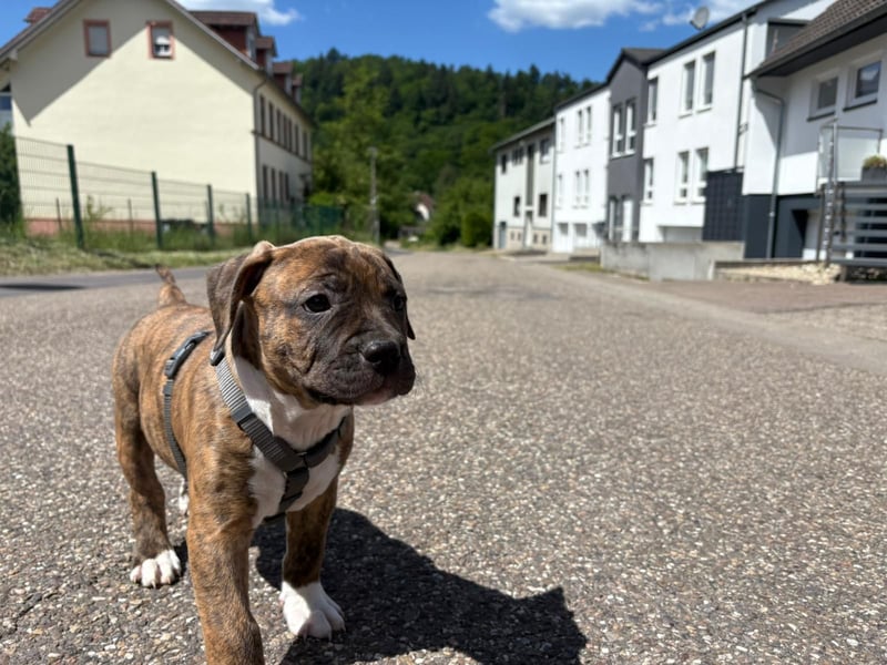 XL Bully Mischlingswelpen
