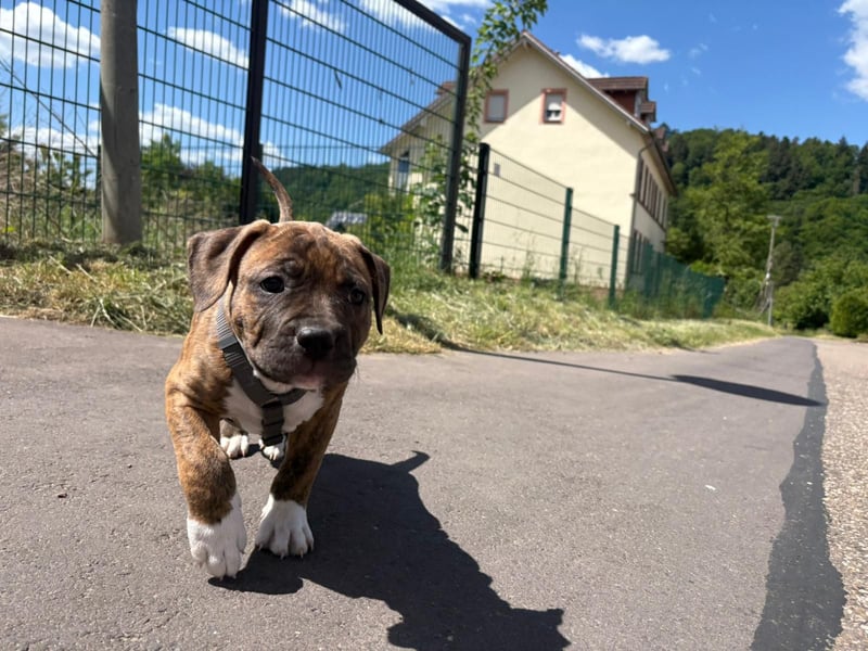 XL Bully Mischlingswelpen