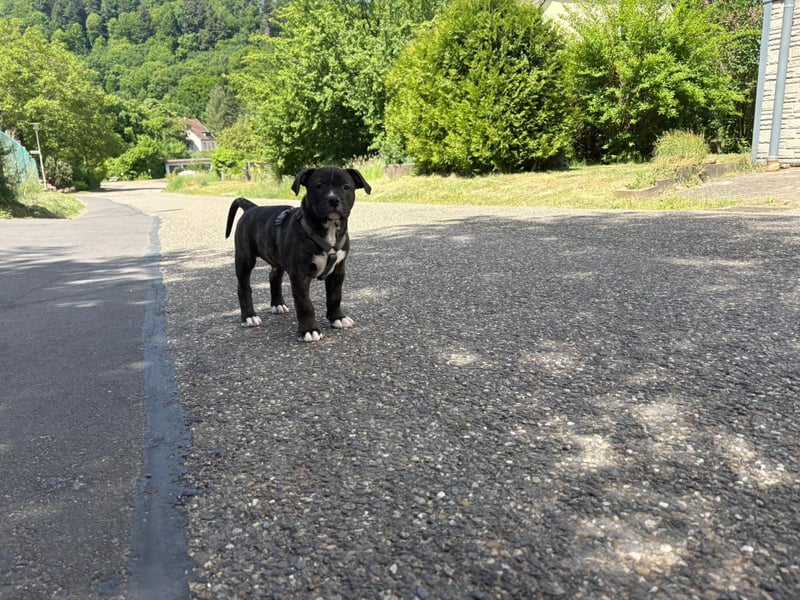 XL Bully Mischlingswelpen
