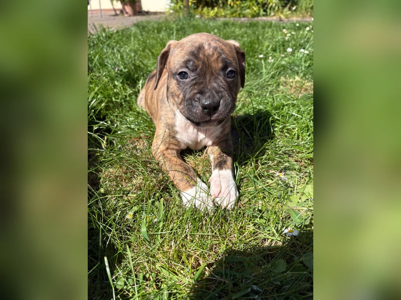 XL Bully Mischlingswelpen