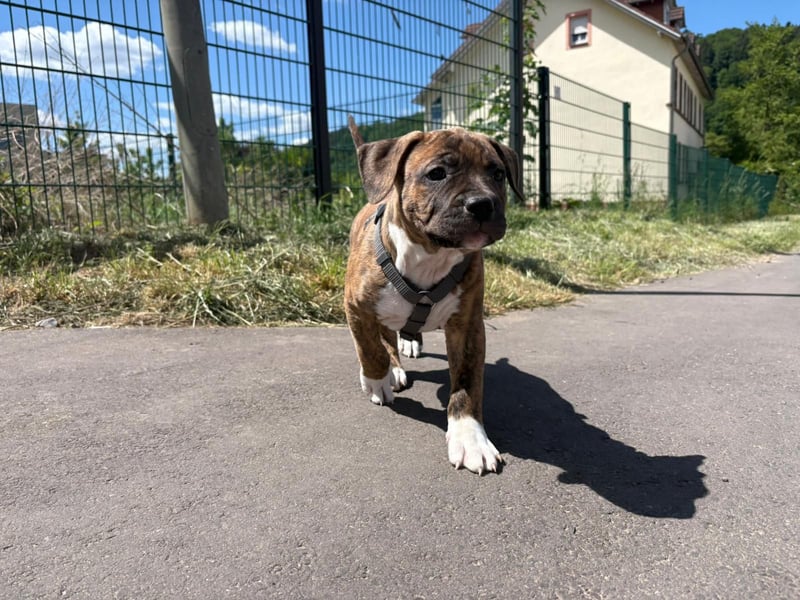XL Bully Mischlingswelpen