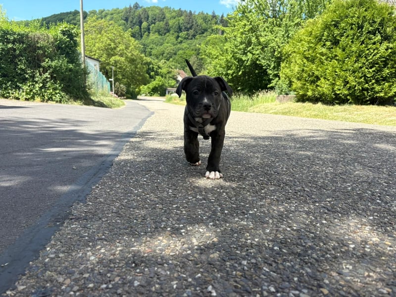 XL Bully Mischlingswelpen