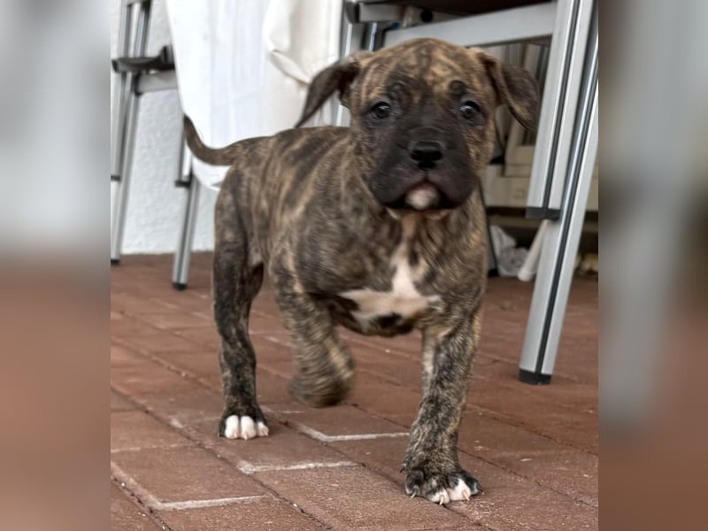 XL Bully Mischlingswelpen