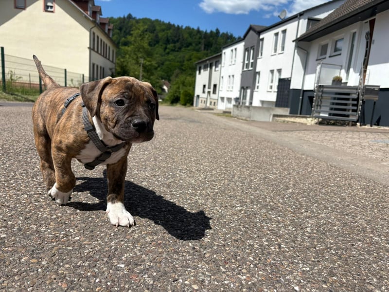 XL Bully Mischlingswelpen