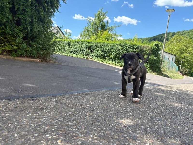 XL Bully Mischlingswelpen