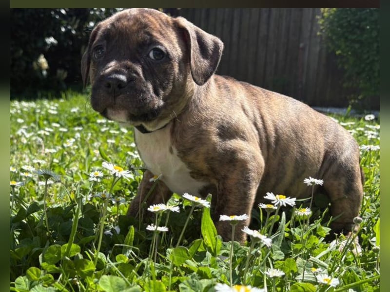 XL Bully Mischlingswelpen