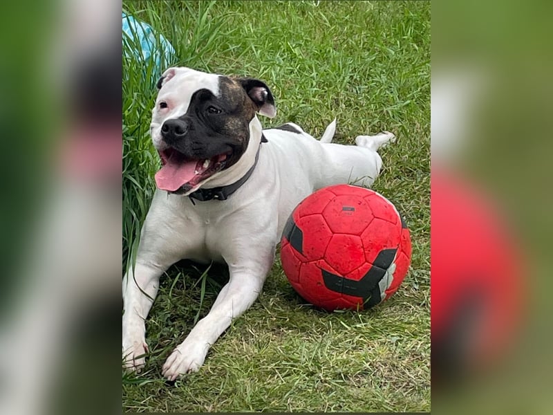 XL Bully Mischlingswelpen