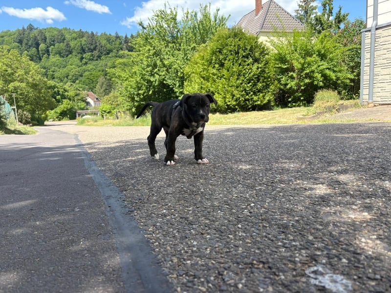 XL Bully Mischlingswelpen