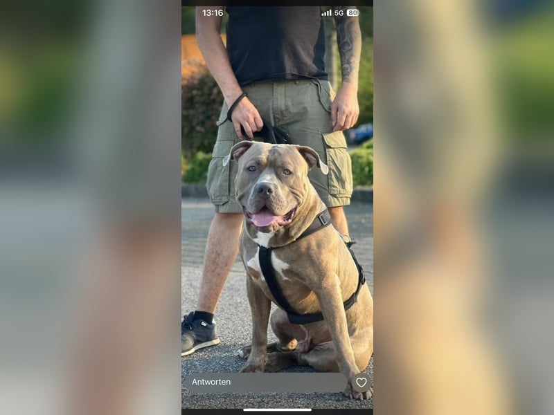 XL Bully Mischlingswelpen