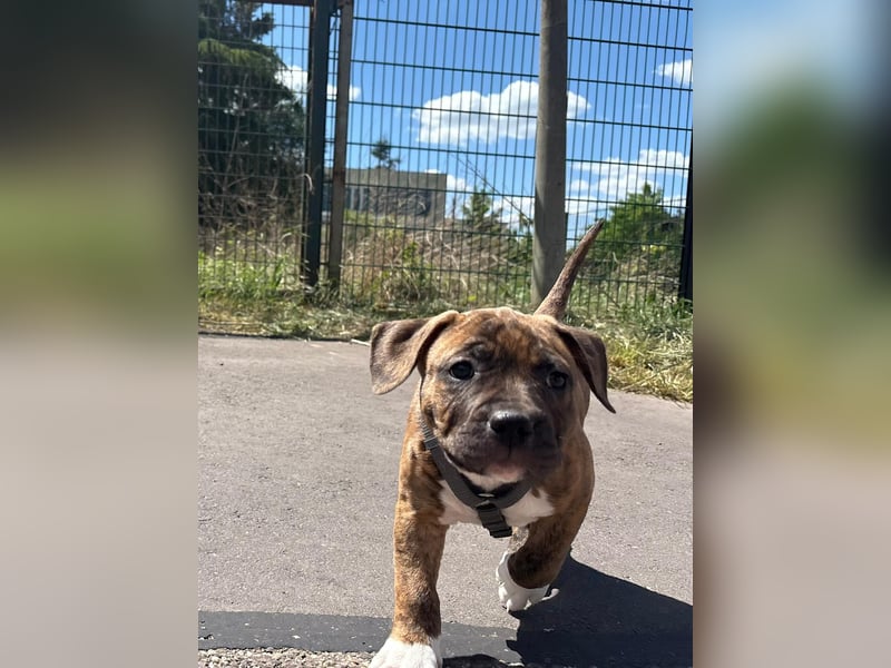 XL Bully Mischlingswelpen