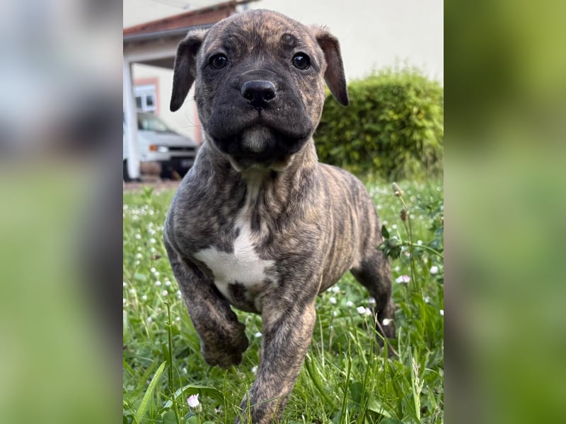 XL Bully Mischlingswelpen