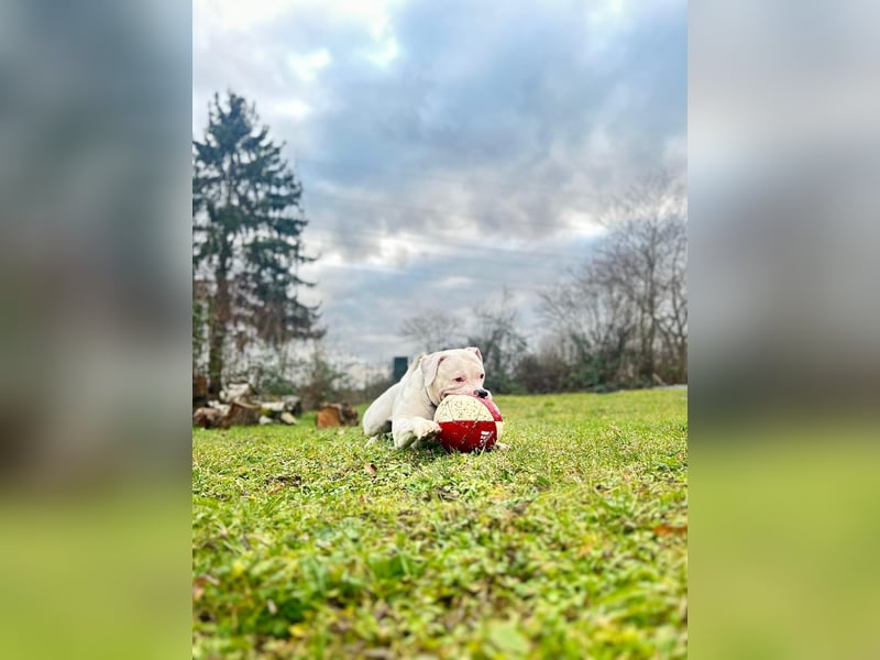Amerikanische Bulldogge – Liebevoller Wirbelwind sucht neues Zuhause