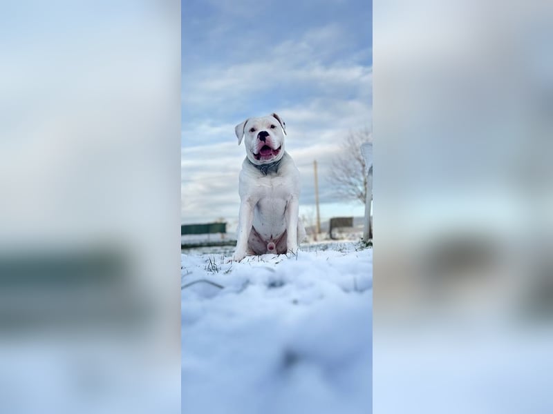 Amerikanische Bulldogge – Liebevoller Wirbelwind sucht neues Zuhause