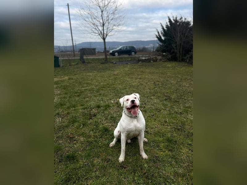Amerikanische Bulldogge – Liebevoller Wirbelwind sucht neues Zuhause