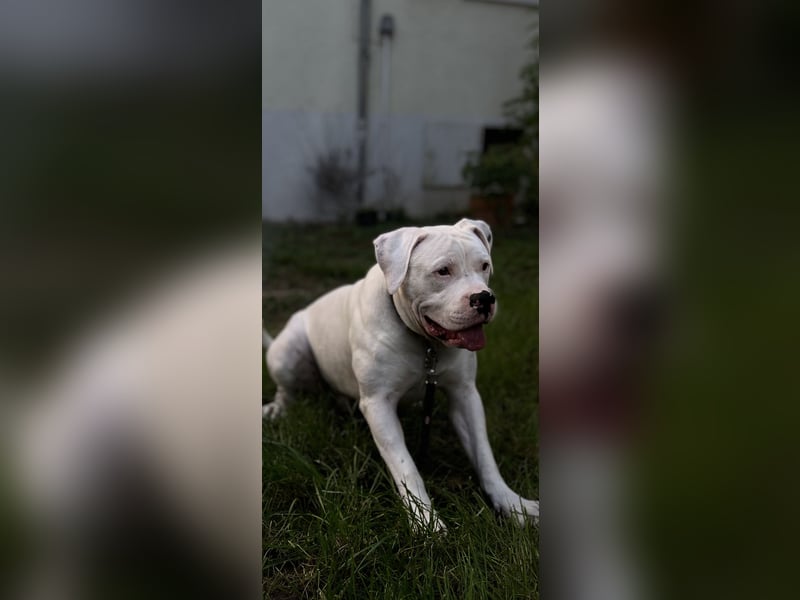 Amerikanische Bulldogge – Liebevoller Wirbelwind sucht neues Zuhause