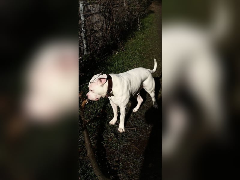 Amerikanische Bulldogge – Liebevoller Wirbelwind sucht neues Zuhause