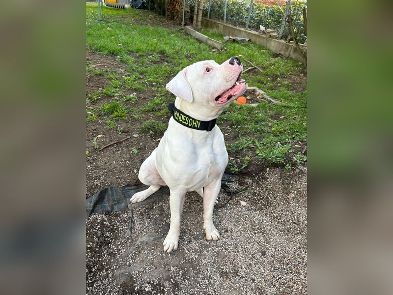 Amerikanische Bulldogge – Liebevoller Wirbelwind sucht neues Zuhause