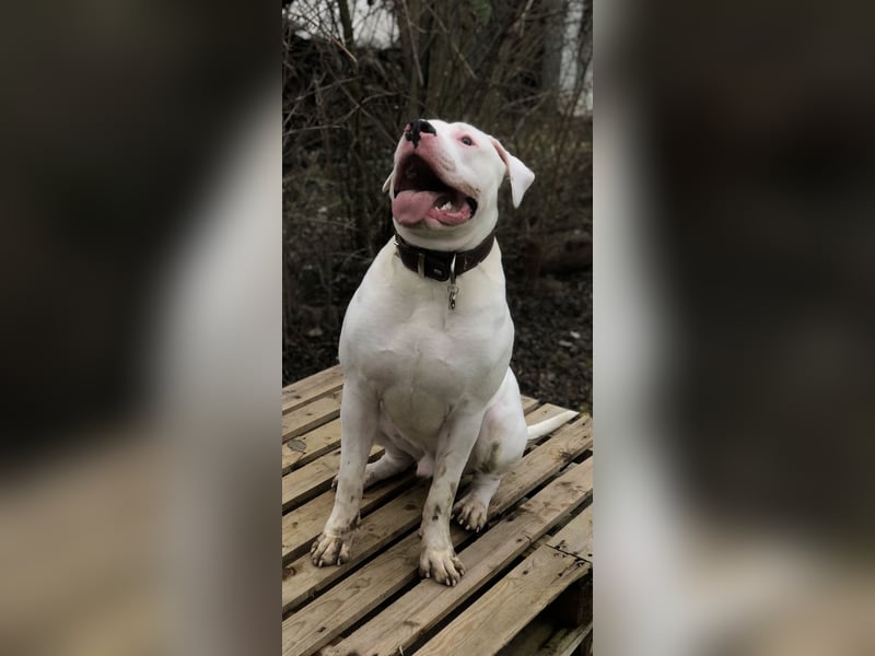 Amerikanische Bulldogge – Liebevoller Wirbelwind sucht neues Zuhause