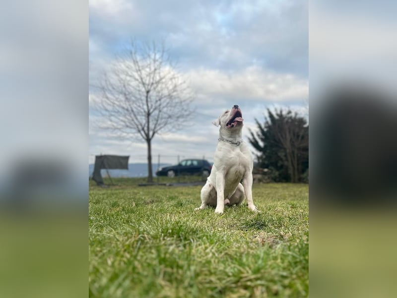 Amerikanische Bulldogge – Liebevoller Wirbelwind sucht neues Zuhause