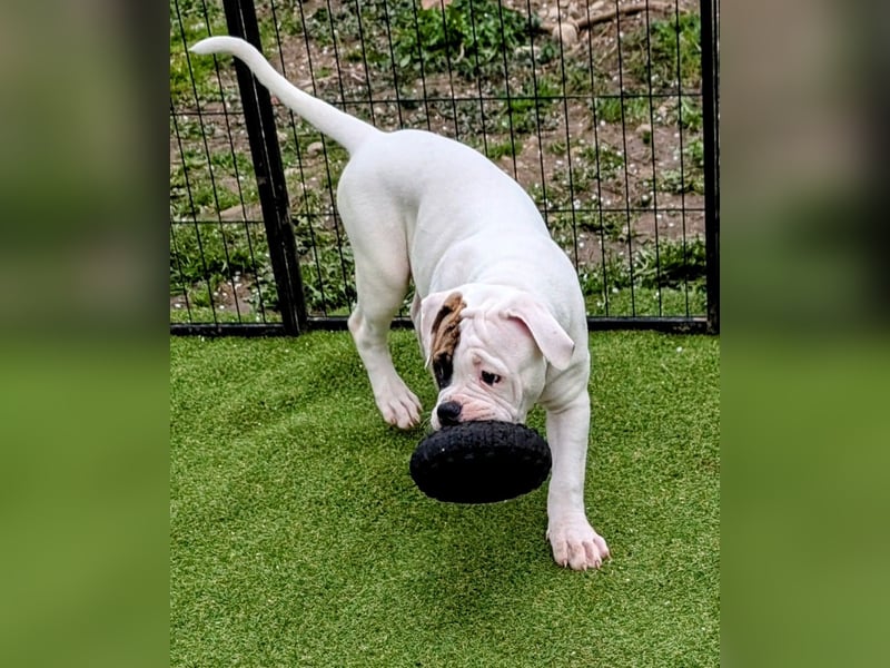 American Bulldog Welpen