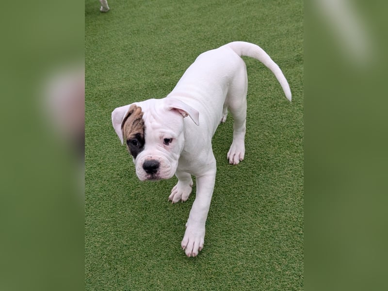 American Bulldog Welpen