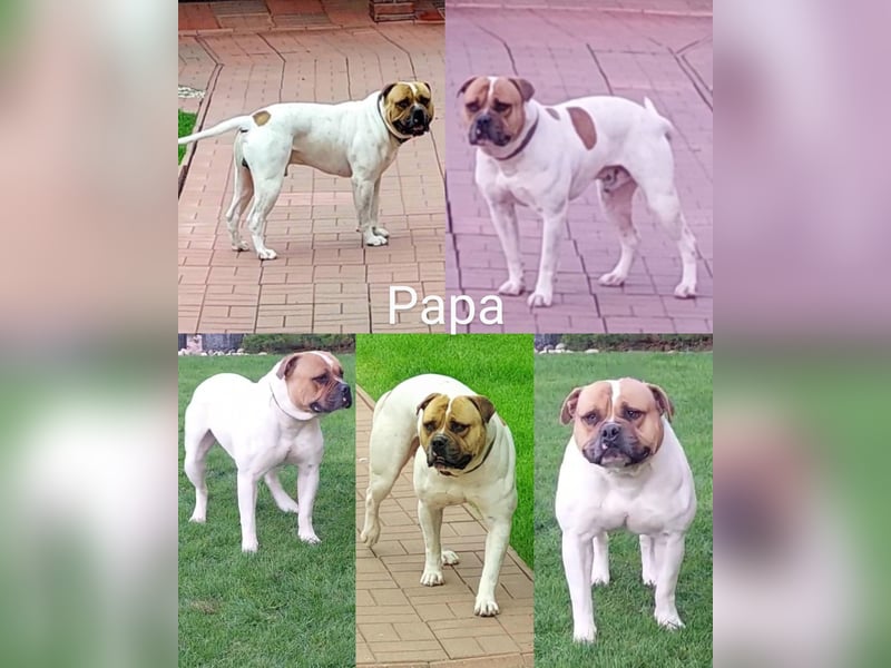American Bulldog Welpen