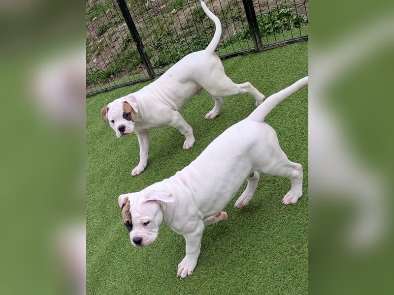 American Bulldog Welpen
