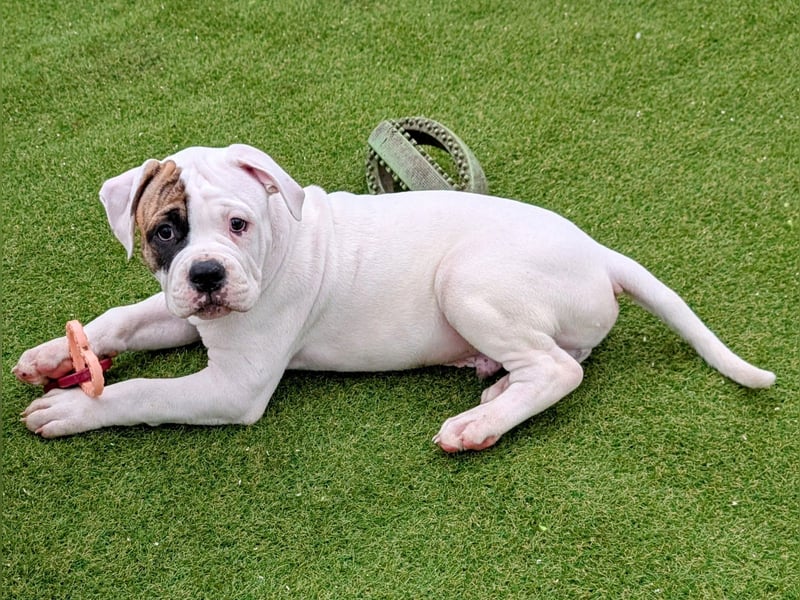 American Bulldog Welpen