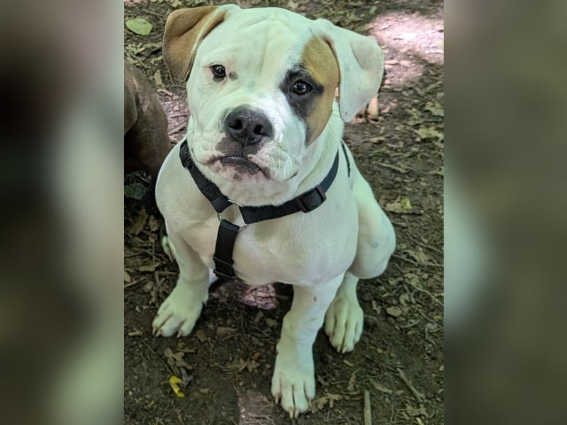 Amerikanische Bulldoggen (Welpen)
