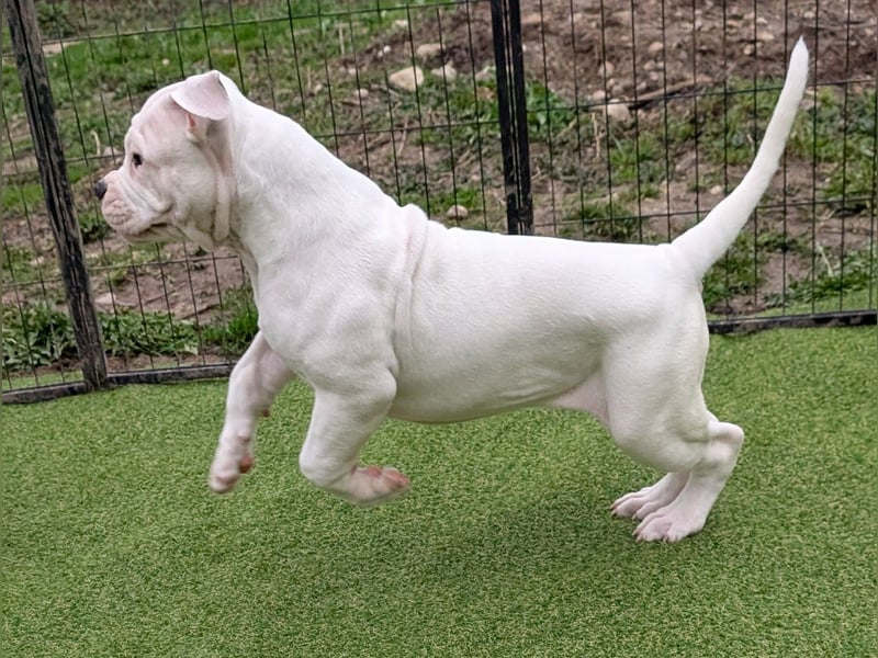 American Bulldog Welpen