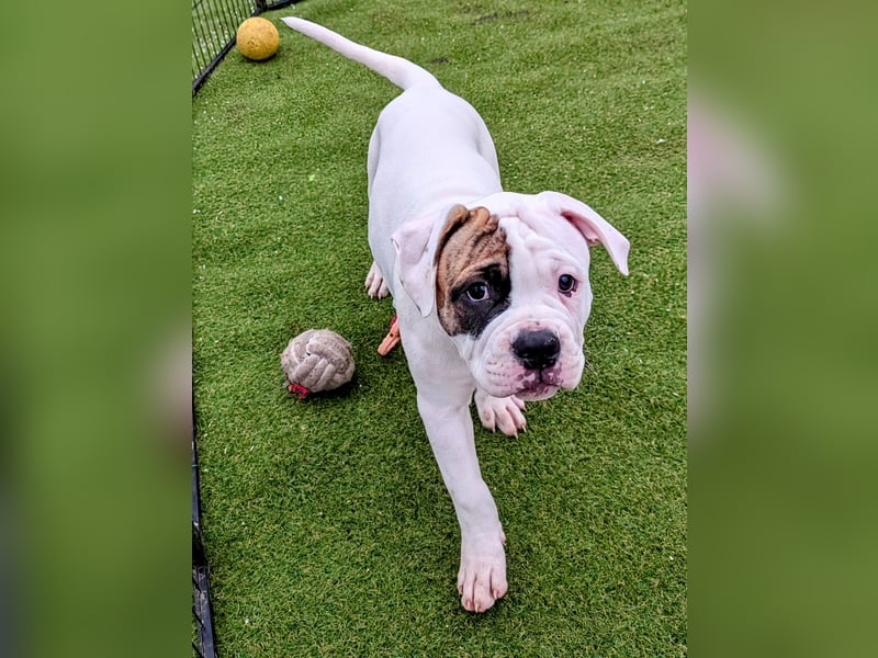 American Bulldog Welpen