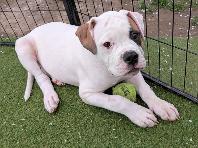 American Bulldog Welpen