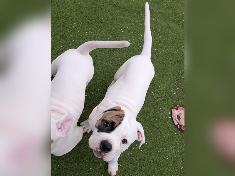 American Bulldog Welpen