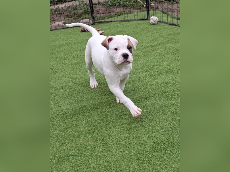 American Bulldog Welpen