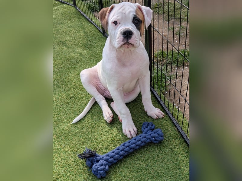 American Bulldog Welpen