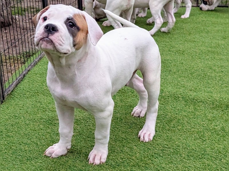 American Bulldog Welpen