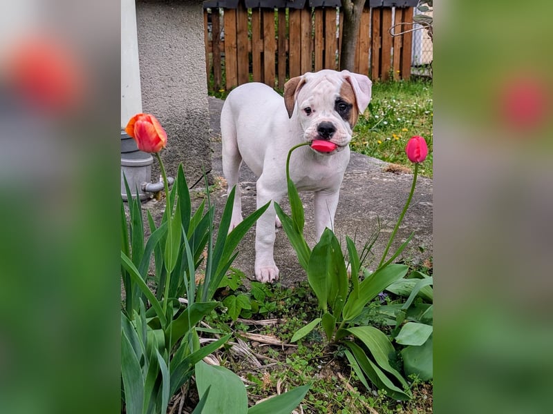 Amerikanische Bulldoggen (Welpen)
