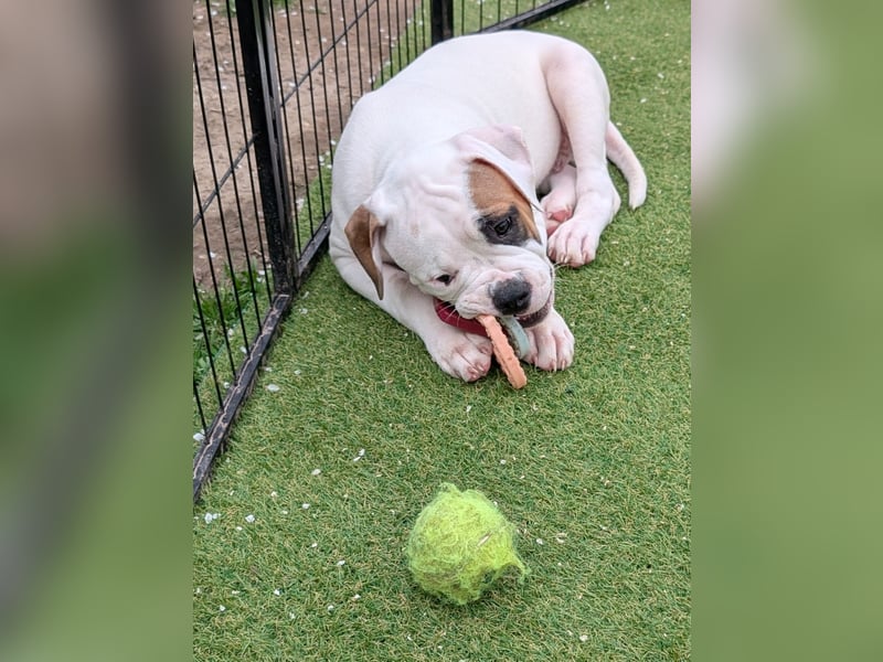 American Bulldog Welpen