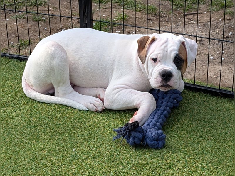 American Bulldog Welpen