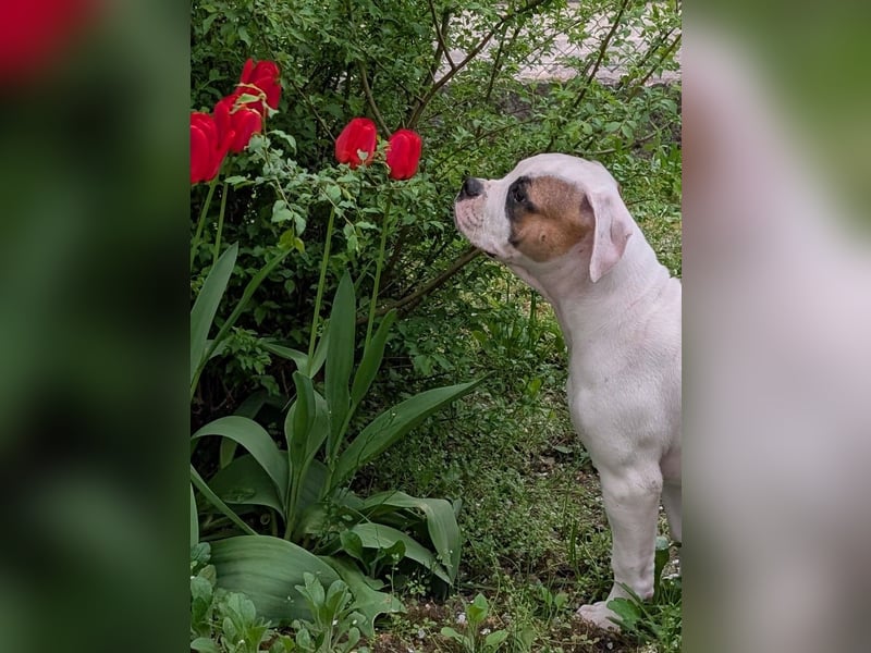 Amerikanische Bulldoggen (Welpen)
