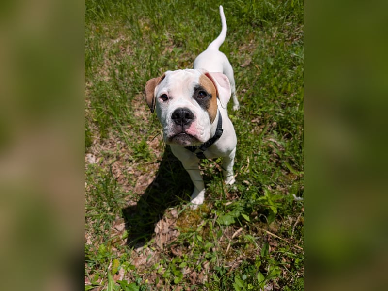 Amerikanische Bulldoggen (Welpen)