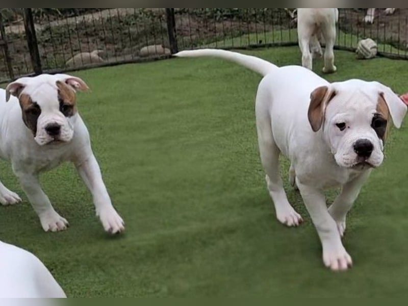 American Bulldog Welpen
