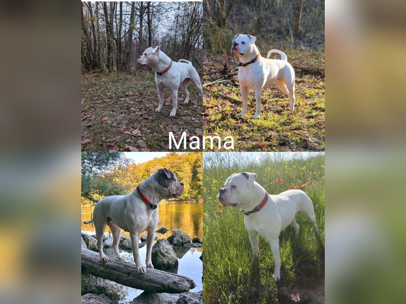 American Bulldog Welpen