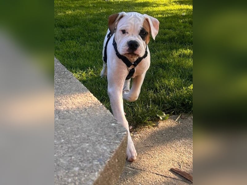 Amerikanische Bulldoggen (Welpen)